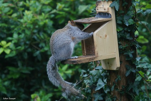Keeping Your Nuts Dry by julian sawyer - Purbeck Footprints