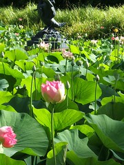 Lotus pond 2