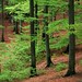 Beechwood Forest, Skane, Sweden