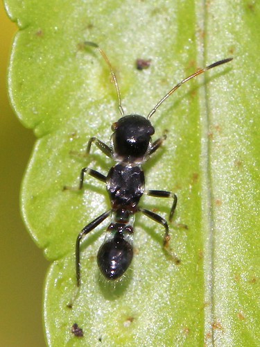 Ant-mimicking Hemipteran nymph uid 5268