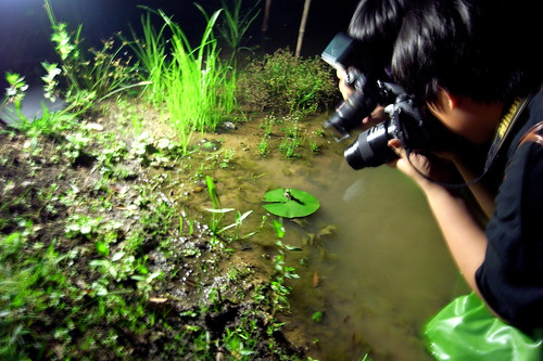 夜間生態攝影-拍水蠆變蜻蜓 攝影：謝基煌