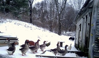 Geese behind the barn