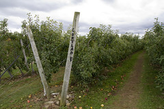 20121008 - Apple Picking - Tugas Farm