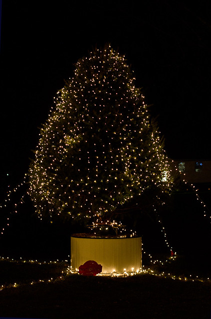 CR2_6498 Tree of lights
