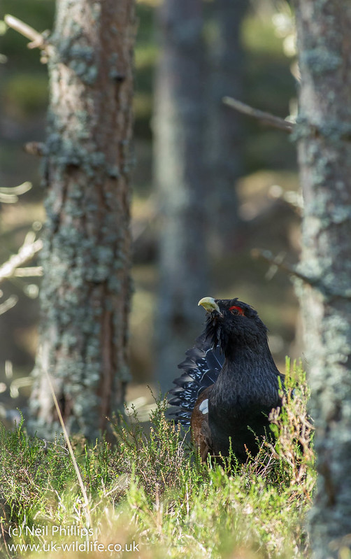 capercaillie in the forest 3