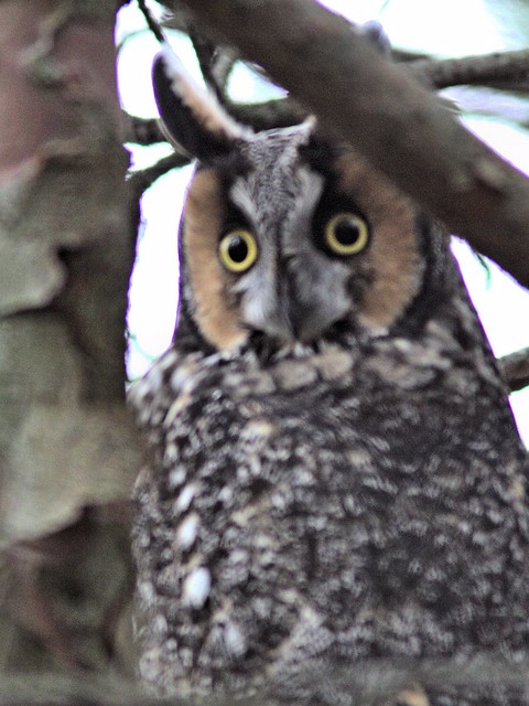 Long-eared Owl COREL 1-20121103