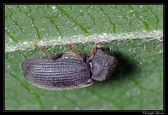 Coleoptera/Anobiidae