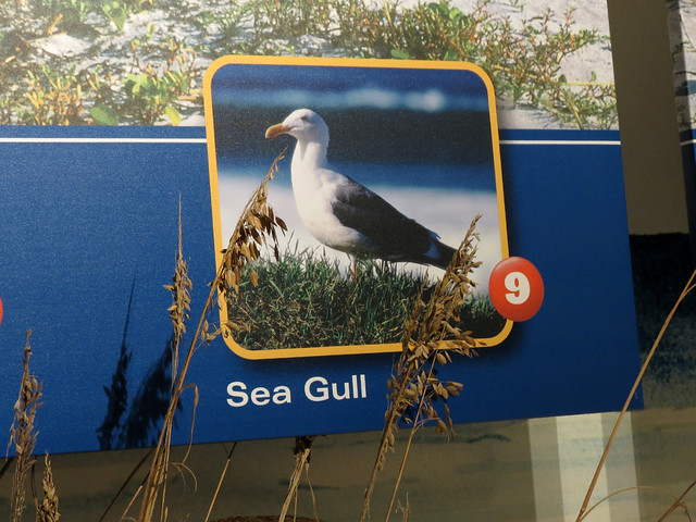 Gull ID help