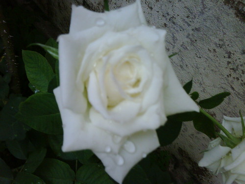 Rosa do meu jardim! by fatimalt