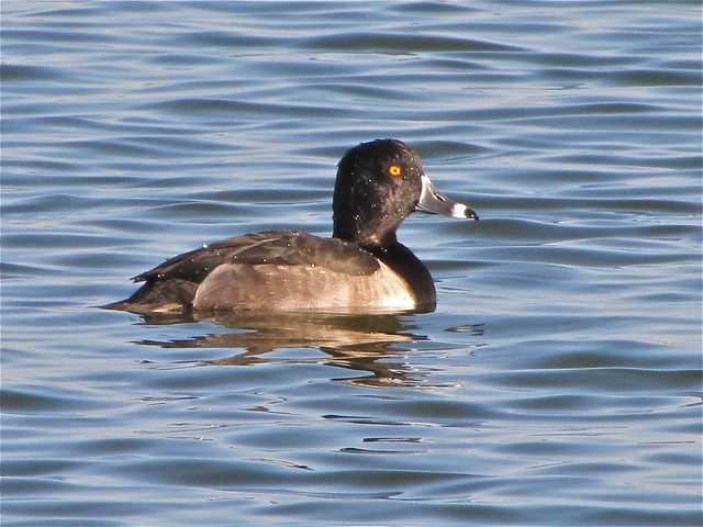 Ring-necked Duck at Gridley Wastewater Treatment Ponds in McLean County, IL 09
