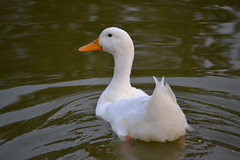 Ducks & geese - Patos y ocas