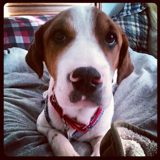 Good Morning! #foster #puppy Lambchop #dogs #happydog #fosterdog #adoptdontshop #rescue #saintbernardmix #mutt #hound