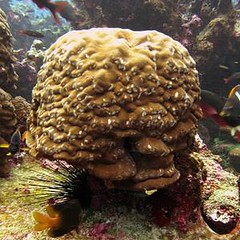 加拉巴哥群島海域中，團塊微孔珊瑚寄居在海膽上。（照片拍攝：Brian Beck；照片提供：蘇爾坦海洋生物基金會）