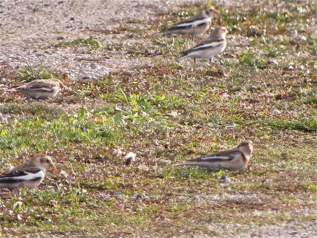 Snow Bunting at Gridley Wastewater Treatment Ponds in McLean County, IL 03