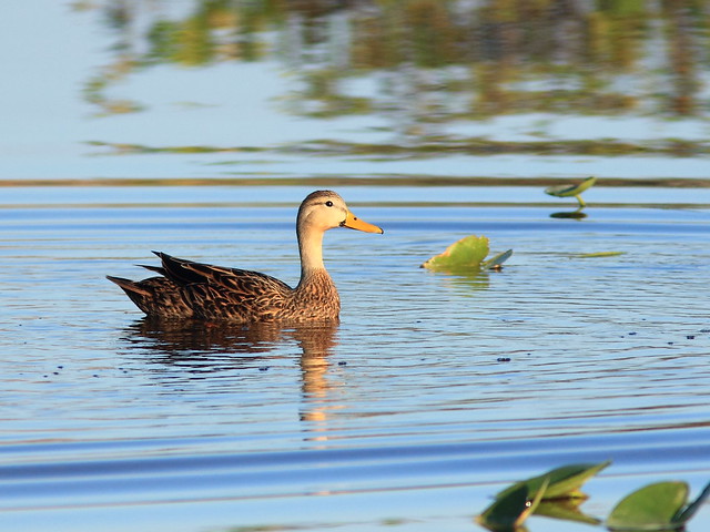 Mottled Duck 20121126