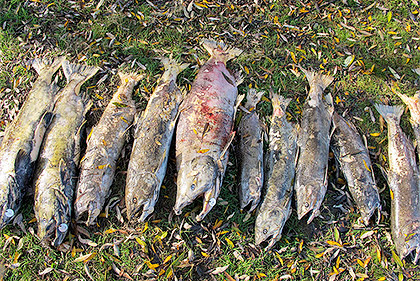 Salmon carcasses