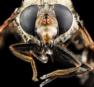 Fly, U, face, Yellowstone National Park_2012-11-29-14.14.53 ZS PMax