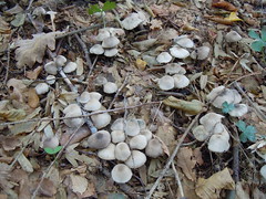 Autumn 2012: paradise for mushrooms