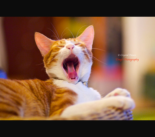Yawning Cat by © Crystal Dawn Photography