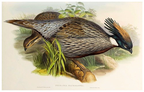 004-Himalayan Pucras Pheasant-The birds of Asia vol. VII-Gould, J.-Science .Naturalis