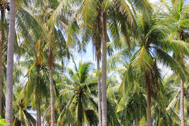 Raya Island palm trees by Chic n Cheap Living