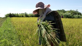 海稻米蘊含族人滿心希望，穿戴著阿美收割專用的服裝，在田裡蔚成獨特的風格。（圖片來源：林務局）