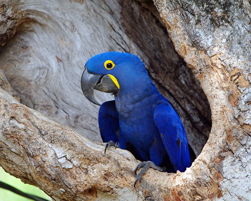 Hyacinth Macaw by masaiwarrior