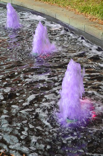 Purple Fountains Majesty