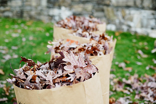 Bags of leaves as far as the eye can see.