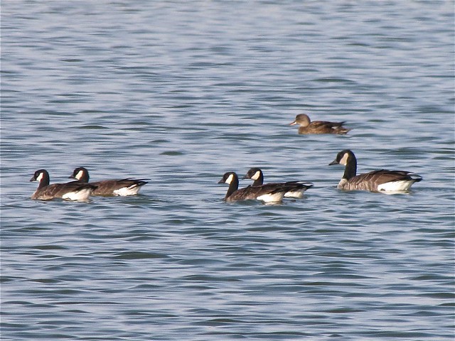 Richardson's Cackling Geese, Canada Goose, and Gadwall at Gridley Wastewater Treatment Ponds in McLean County, IL