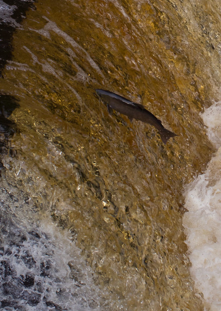 salmon leaping-3