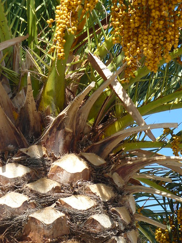 détail de la taille des palmiers à Banyuls by Claudie K - on/off quelque temps