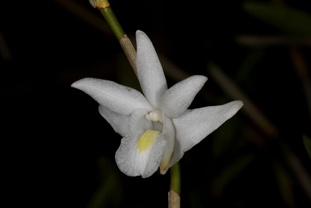 Dendrobium crumenatum 2012-11-12 02