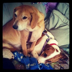 Sophie and #foster #puppy Lambchop #rescue #adoptdontshop #dogs #love #mutt #hounds #saintbernardmix