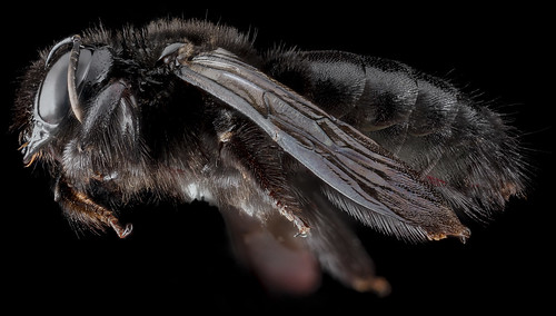 Xylocopa cubaecola, female, side_2012-06-21-16.27.42 ZS PMax