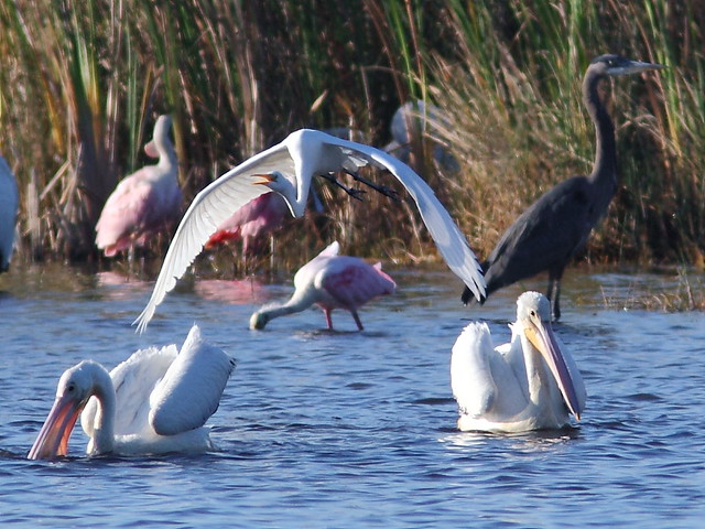 Great Egret with Imm Great Blue and pelicans 20121125