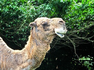 IMG_1510 Camel