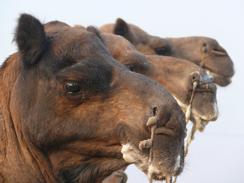 camel drool