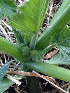 First zucchini buds for 2012!