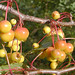 Malus x robusta posted by Arnold Arboretum to Flickr