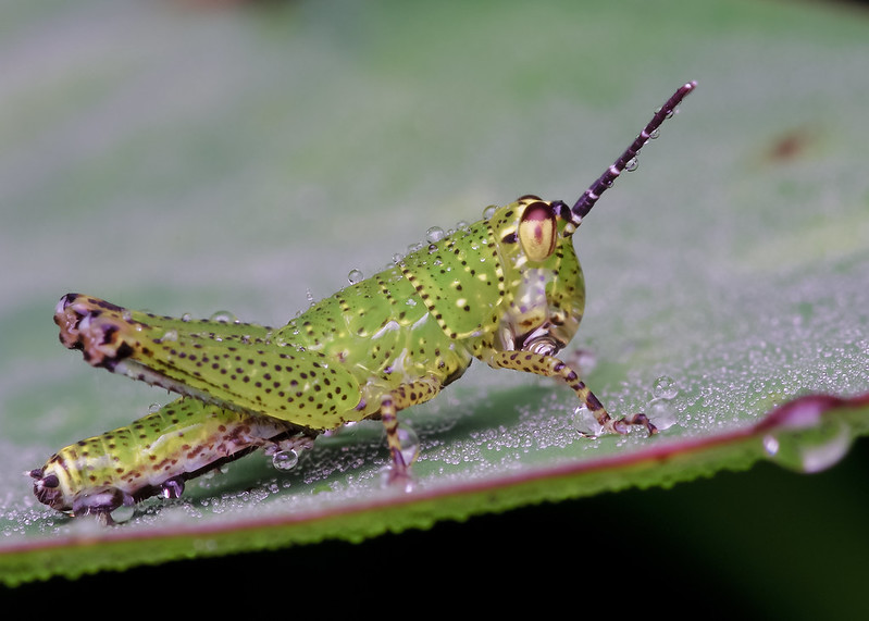 [IMGP0432-pp] Grasshopper