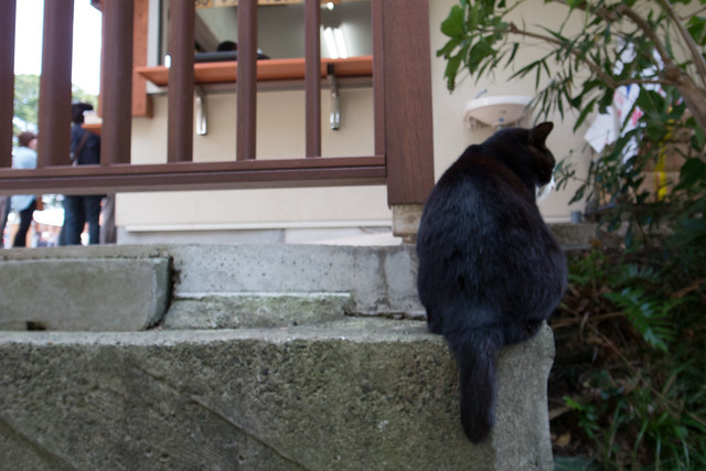 Enoshima cats