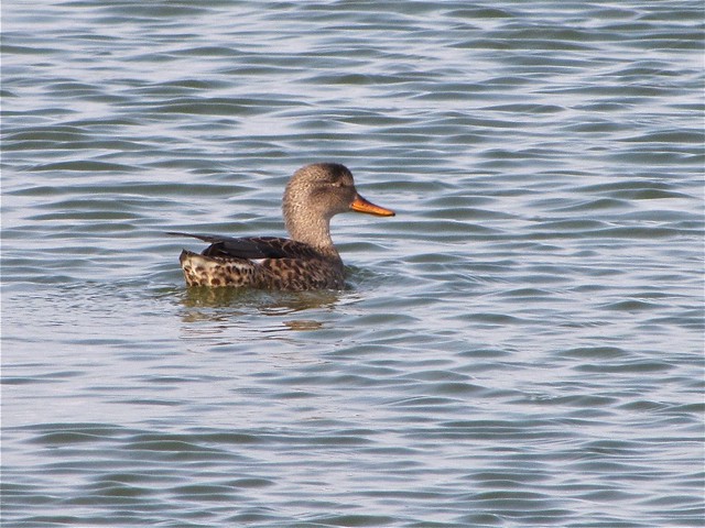 Gadwall at Gridley Wastewater Treatment Ponds