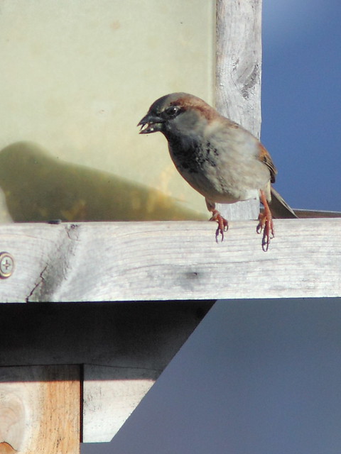 House Sparrow male 20121117