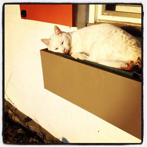 windowbox-cat
