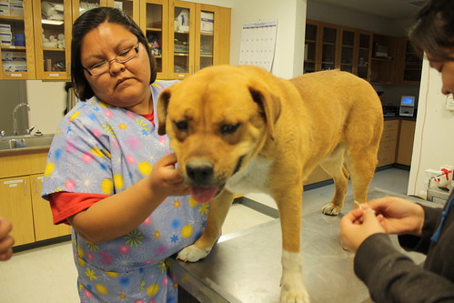 Navajo Tech Veterinary Technology Program uses NIFA grant to teach students animal care.