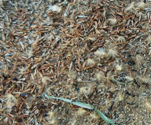 fourmilière à proximité d'un platane, détail: les graines sans aigrettes