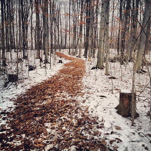 Wintry path (we're hunting Christmas trees!)
