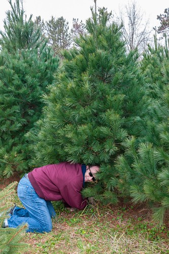 Cutting down the tree