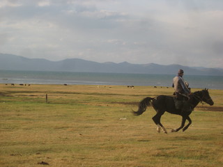Horses in Kyrguistan